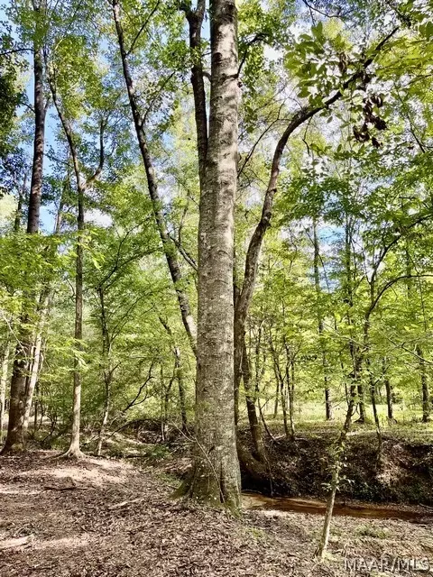 1 Mt Hebron Rd, Eclectic, AL 36024 photo 31