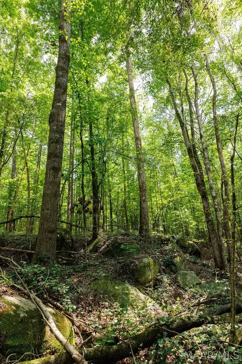 0 Mt Hebron Rd, Eclectic, AL 36024 photo 7