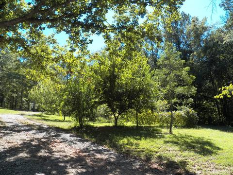 210 Thomas Loop, Jacksons Gap, AL 36861 photo 11