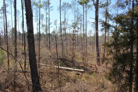 Madwind Rd, Jacksons Gap, AL 36861 photo 3