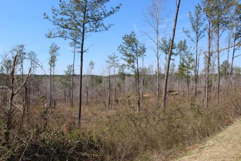 Madwind Rd, Jacksons Gap, AL 36861 photo 4