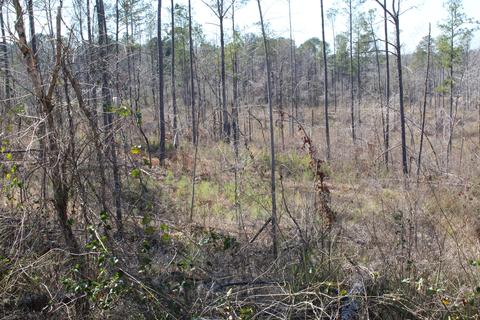 Madwind Rd, Jacksons Gap, AL 36861 photo 5