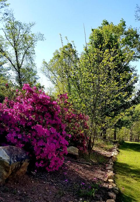 4626 Simpson Rd, Daviston, AL 36256 photo 20