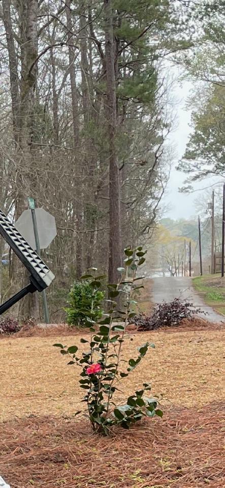 335 Ridgeway Dr, Eclectic, AL 36024 photo 6