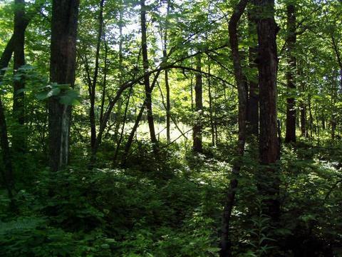 lot8 Blk 1 Falling Leaf Trl, Park Rapids, MN 56470