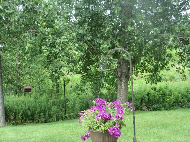 15832 Cicerone Path, Rosemount, MN 55068 photo 12