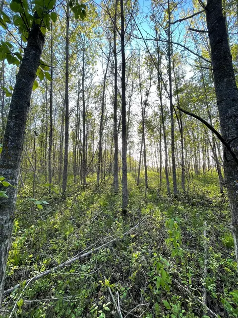 tbd 151st Ave, Sebeka, MN 56477 photo 13