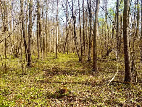 Tbd-20ac 320th Street, Lewis Twp, MN 56342
