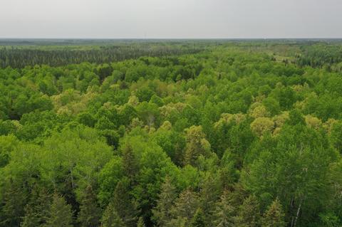 Tbd Town Rd. 55, Big Falls, MN 56627