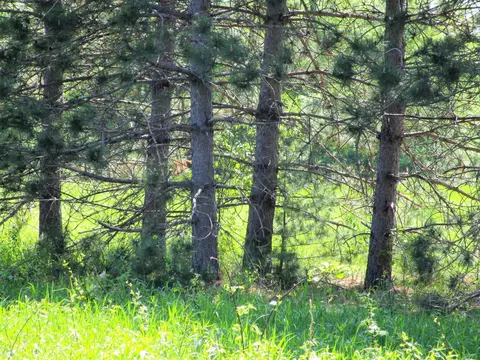 00 Old 35, Webster, WI 54893 photo 5