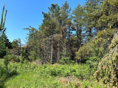 Lot2 Conifer Lane Sw, Sylvan Twp, MN 56473