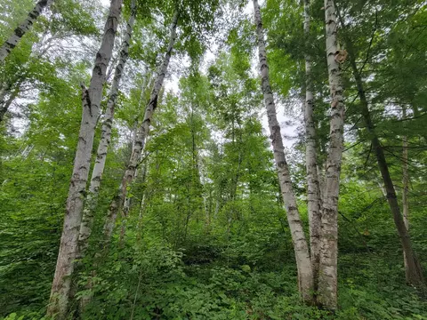 Tbd Rapala Drive Ne, Outing, MN 56626 photo 2