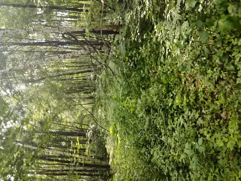Nnn Estate Road, Bruno Twp, MN 55712