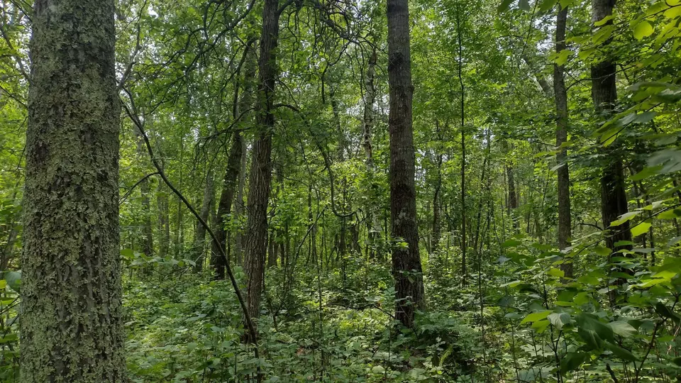  Lot 25 Ginger Road, Park Rapids, MN 56470 photo 18