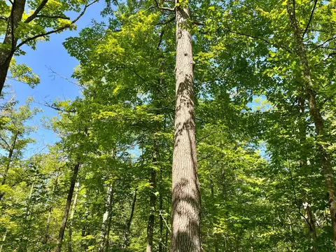 lot2 3 Evergreen Dr NW, Hackensack, MN 56452 photo 15