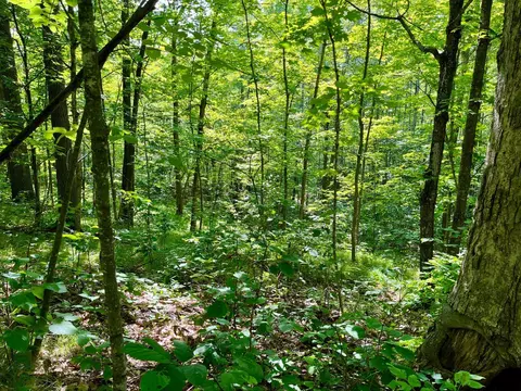 lot2 3 Evergreen Dr NW, Hackensack, MN 56452 photo 8
