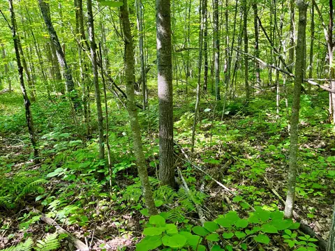 lot2 3 Evergreen Dr NW, Hackensack, MN 56452 photo 12