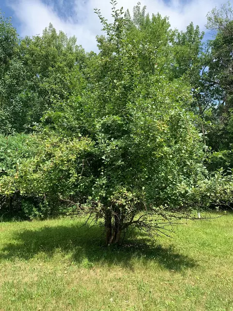 5946 Oberly Loop NW, Walker, MN 56484 photo 16