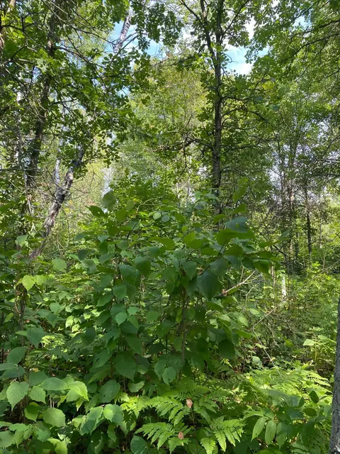 45772 115th Ave, Becida, MN 56678 photo 6
