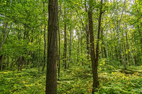 29675 Azure Rd, Cushing Twp, MN 56443 photo 40