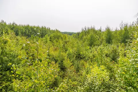 29675 Azure Rd, Cushing Twp, MN 56443 photo 81