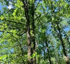 Nn Vink Road, Sandstone, MN 55072
