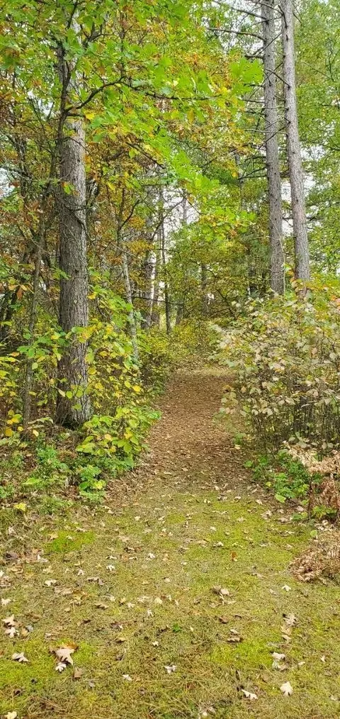 tbd Tall Pines Rd NE, Bemidji, MN 56601