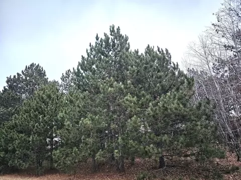 lot3 Meadow Green Trailway, Danbury, WI 54830