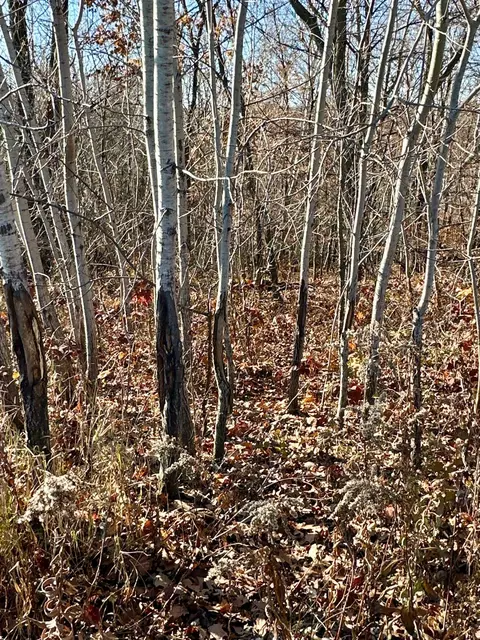 3447 County 14, Caledonia, MN 55921 photo 87