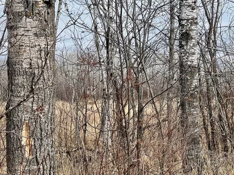 Xyz Split Rock Road, Split Rock Twp, MN 55783 photo 5