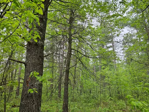 tbd 269th Ave, Leonard, MN 56652 photo 2