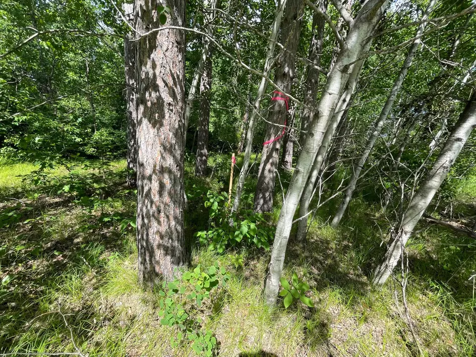  Nnn County Rd 145, Jenkins, MN 56472 photo 6