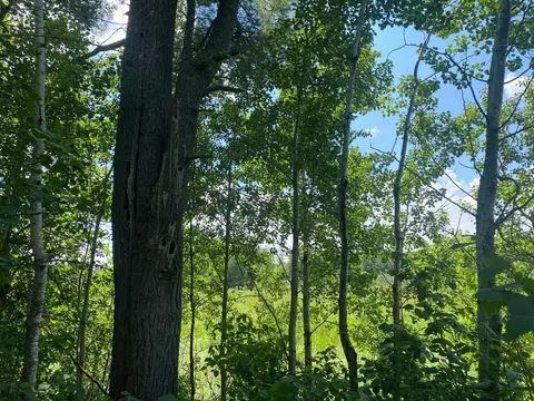57556 County Rd 4, Max, MN 56659 photo 35