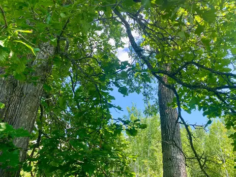 57556 County Rd 4, Max, MN 56659 photo 31