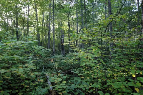 L3 B13 Wb15 Winter Trail, Breezy Point, MN 56472