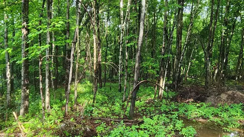 lot1 County Road M, Elk Mound Twp, WI 54739