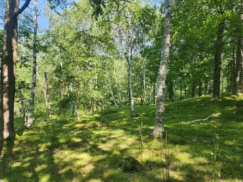 00 Narrow Gauge, Bashaw Twp, WI 54813