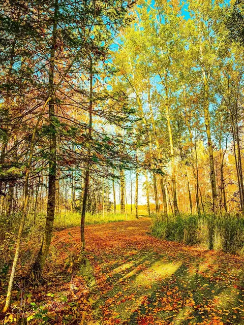 780 County Road 89, South Koochiching Unorg. Terr, MN 56623