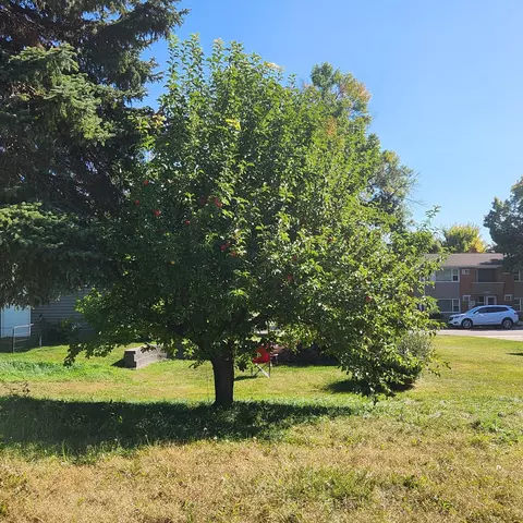 403 E Fairview Ave, Olivia, MN 56277 photo 4