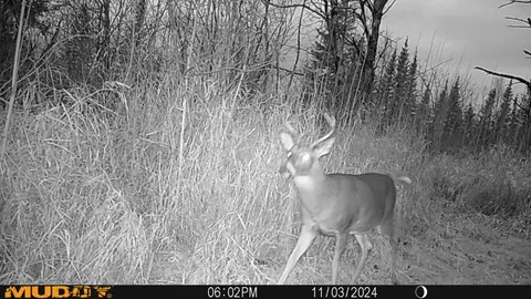 9255 Murphy Rd, Cotton, MN 55724 photo 27
