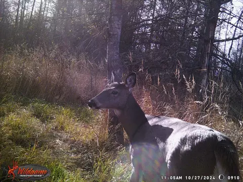 9255 Murphy Rd, Cotton, MN 55724 photo 103