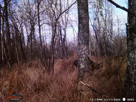 9255 Murphy Rd, Cotton, MN 55724 photo 29