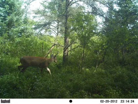 tbd Town Line Rd, Aurora, MN 55705 photo 50