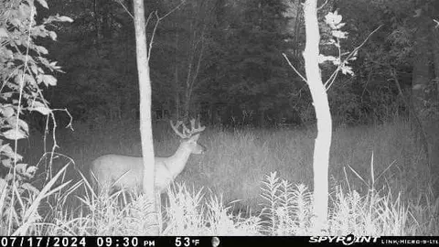 2597 County Road O, Maple, WI 54873 photo 25