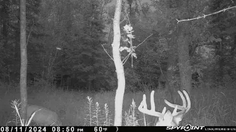 2597 County Road O, Maple, WI 54873 photo 10
