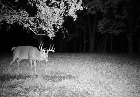 0 Independence, Independence, WI 54747 photo 37