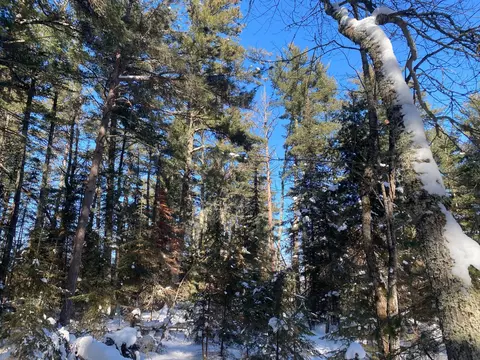 tbd Deep Woods Rd, Orr, MN 55771 photo 79