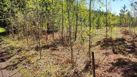 80012 Conifer Crst, Tower, MN 55790 photo 7