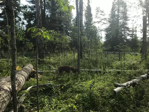 Sec: 2 Twp: 61.0 Rg: 19 Lot: Blk: Ac, Angora, MN 55703