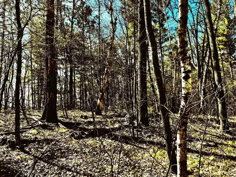 tbd Rognaldson Rd, Brainerd, MN 56401 photo 9